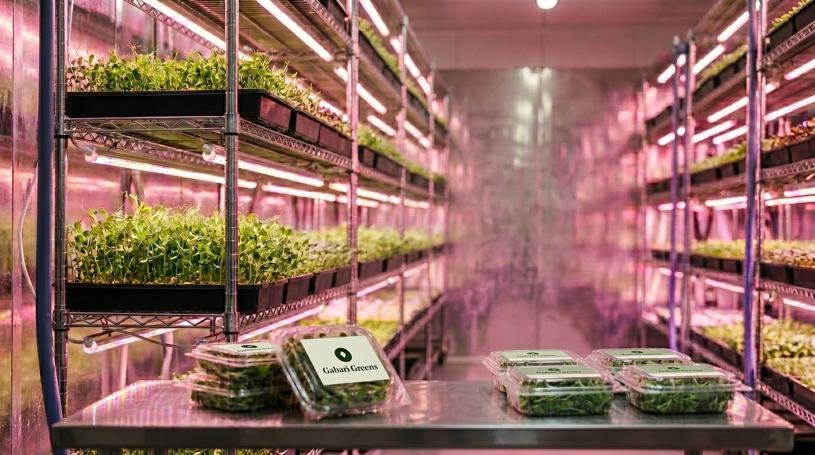 Inside the Gabari Greens vertical farm â rows of microgreens glowing under pink LED grow lights